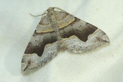 Scotopteryx moeniata