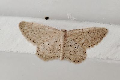 Idaea obsoletaria