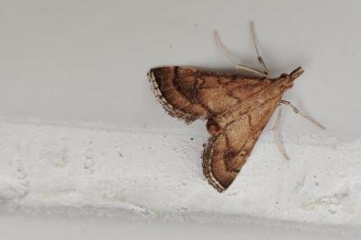 Metasia ibericalis