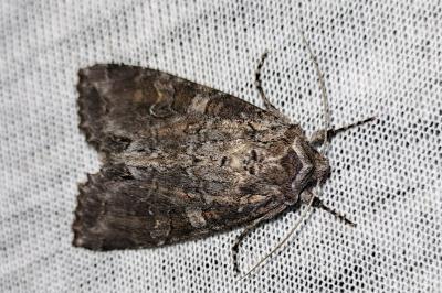Polia bombycina