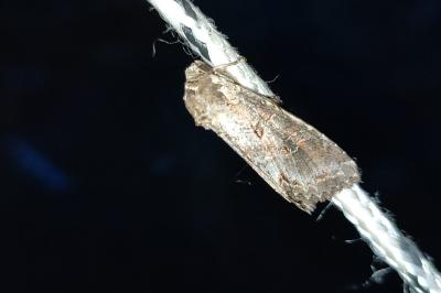 Polia bombycina