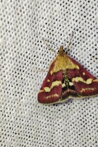 Pyrausta ostrinalis