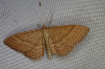 Idaea ochrata