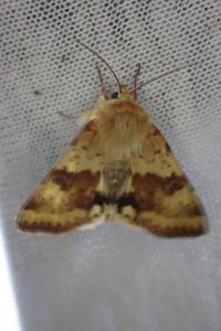 Heliothis viriplaca