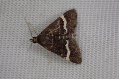 Pyrausta cingulata