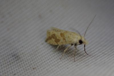Thiodia citrana
