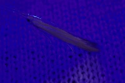 Pleurota honorella / Pleurota tabelli