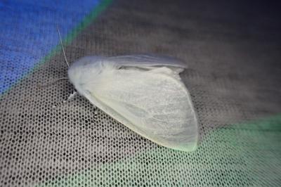 Leucoma salicis