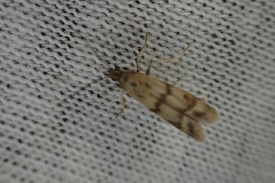 Homoeosoma sinuella