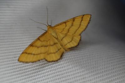 Idaea aureolaria