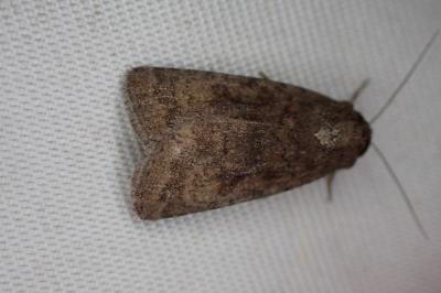 Caradrina morpheus