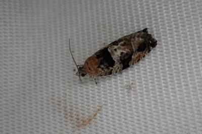Eudemis profundana