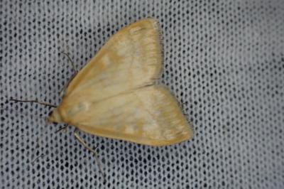 Sitochroa verticalis