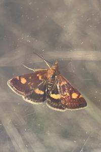 Pyrausta aurata