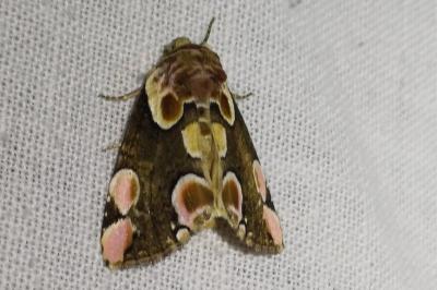 Thyatira batis