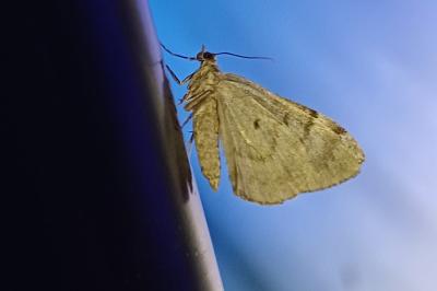 Thera variata / Thera britannica