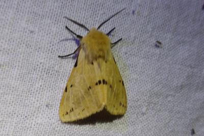 Spilarctia lutea