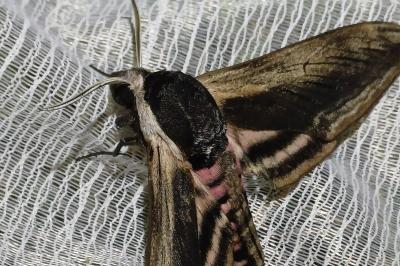 Sphinx ligustri