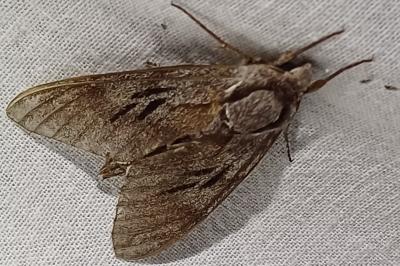 Hyloicus pinastri