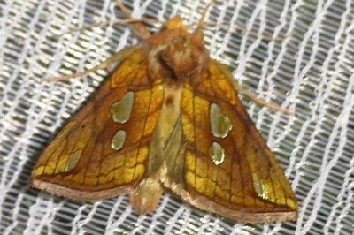 Plusia festucae