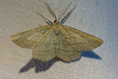Perconia strigillaria