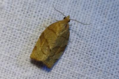 Pandemis cerasana