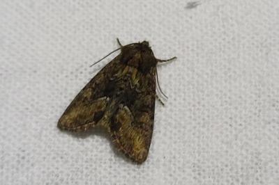 Oligia fasciuncula