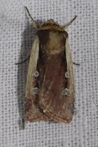 Ochropleura plecta