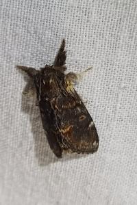 Notodonta dromedarius