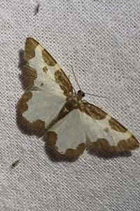 Lomaspilis marginata
