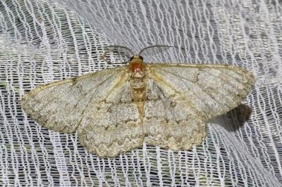 Hypomecis punctinalis