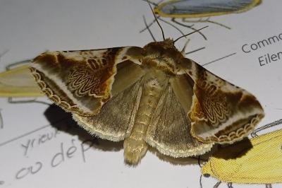 Habrosyne pyritoides