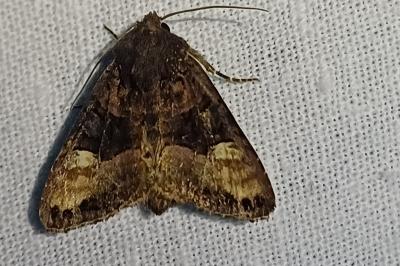 Euplexia lucipara