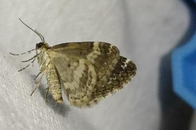 Epirrhoe alternata
