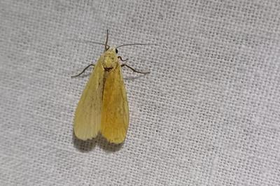 Wittia sororcula