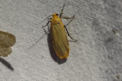 Katha depressa
