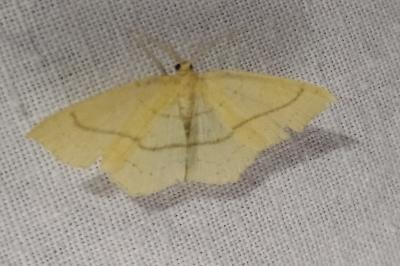 Cyclophora linearia