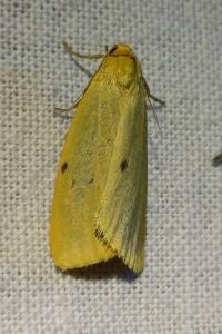 Cybosia mesomella