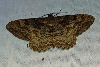 Alcis repandata