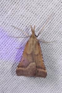Synaphe punctalis