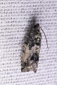 Cydia splendana