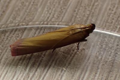 Oncocera semirubella