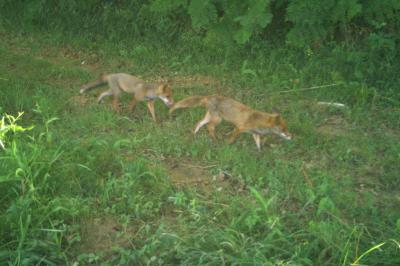 Vulpes vulpes vulpes