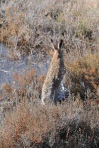 Lepus granatensis