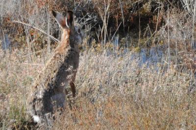 Lepus granatensis