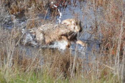 Lepus granatensis