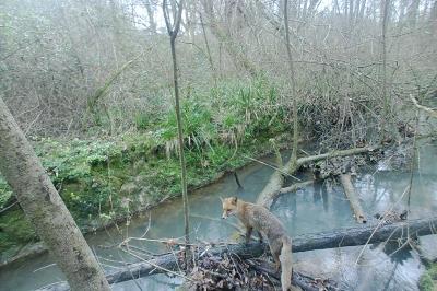 Vulpes vulpes vulpes
