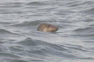 Halichoerus grypus