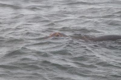 Halichoerus grypus