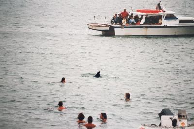 Tursiops truncatus